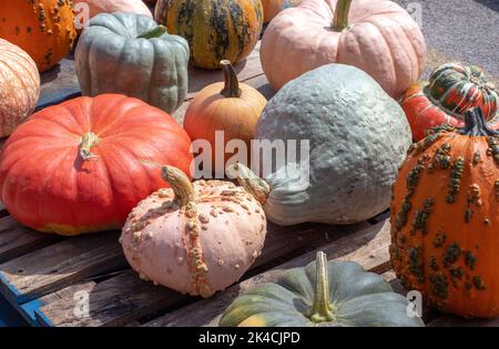 Short, fat, smooth or bumpy; fun shapes in gourds and pumpkins for fall Stock Photo