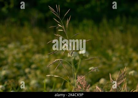 Beautiful green lawn freshly mowed with rain dew on grass and flowers Stock Photo
