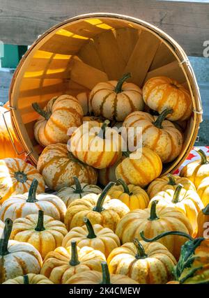 Small pumpkins in a basket Stock Photo