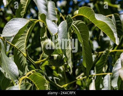 A closeup shot of small avocados surrounded by green leaves on a tree branch Stock Photo