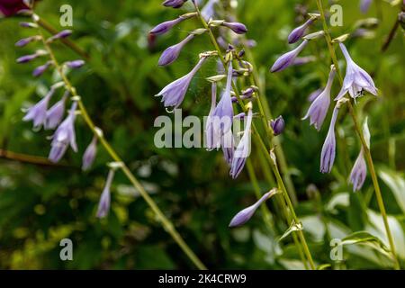 A closeup shot of a Hosta Ventricosa purple flower in a garden Stock Photo