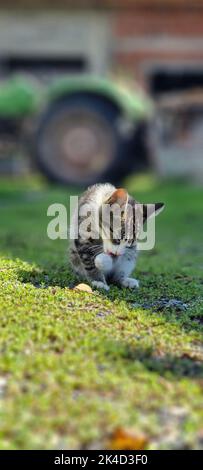 A vertical shot of a gray Tabby cat walking in nature around greenery Stock Photo