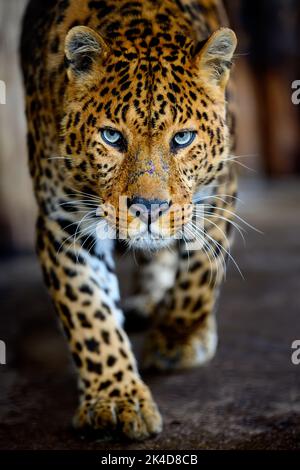 Close up beautiful big leopard isolated on black background Stock Photo