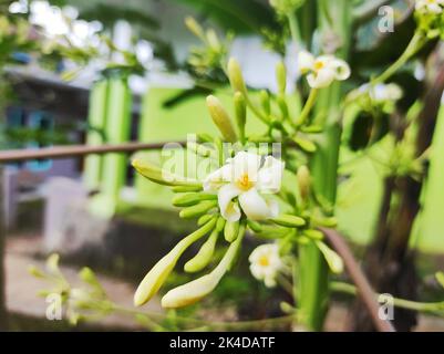 Beautiful Papaya flowers and buds. Papaya flower or pawpaw flower are booming. Papaya flower is white. Papaya flower are blooming. Stock Photo