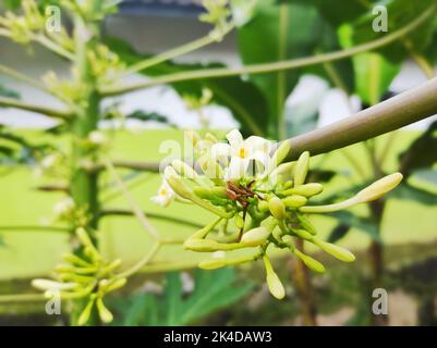 Beautiful Papaya flowers and buds. Papaya flower or pawpaw flower are booming. Papaya flower is white. Papaya flower are blooming. Stock Photo