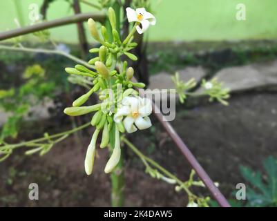 Beautiful Papaya flowers and buds. Papaya flower or pawpaw flower are booming. Papaya flower is white. Papaya flower are blooming. Stock Photo