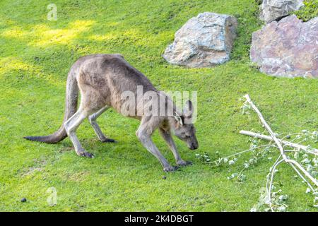 A Eastern Grey Kangaroo (Macropus Giganteus) walk on a green meadow Stock Photo