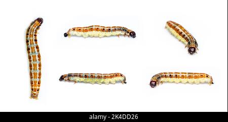 Group of brown pattern caterpillars isolated on white background. Animal. Worm. Insect. Stock Photo