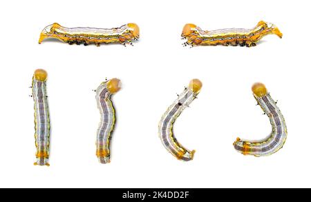 Group of yellow-headed butterfly caterpillars isolated on white background. Animal. Insect. Stock Photo