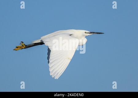 Little egret, Egretta garzetta in flight, winter. Stock Photo