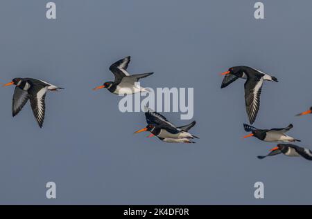 Flock of Oystercatchers, Haematopus ostralegus, in flight in midwinter, Poole. Stock Photo