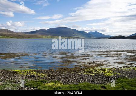 Seaweed floating in calm water by a pebble beach at the edge of the Kyle of Durness. Beinn Spionnaidh, Cranstackie  Foinaven rising on the horizon. Stock Photo