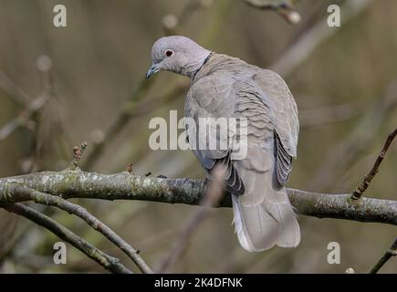 Eurasian collared dove, Streptopelia decaocto, perched on branch close to nest in apple tree. Stock Photo