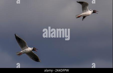 Two Black-headed gulls, Chroicocephalus ridibundus, in flight in early spring, against a stormy evening sky. Stock Photo