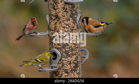 Woodland bird-feeder for finches, with feeding Goldfinches, Siskins, and Lesser Redpolls. Blashford Lakes, Hampshire. Stock Photo