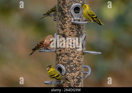 Woodland bird-feeder for finches, with feeding Siskins, and Lesser Redpolls. Blashford Lakes, Hampshire. Stock Photo