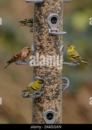 Woodland bird-feeder for finches, with feeding  Siskins, and Lesser Redpolls. Blashford Lakes, Hampshire. Stock Photo