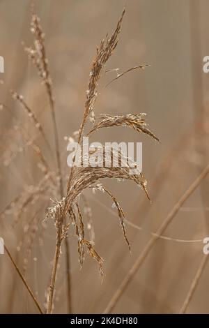 Common reed, Phragmites australis, on a misty winter morning. Stock Photo