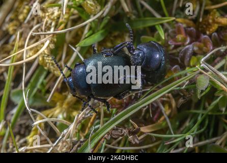 Mating pair of Lesser Bloody-nosed Beetles, Timarcha goettingensis, on chalk grassland, Dorset. Stock Photo