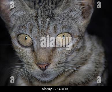 portrait of cat Stock Photo