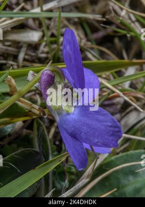 Hairy Violet, Viola hirta in flower, showing blunt  sepals. Stock Photo