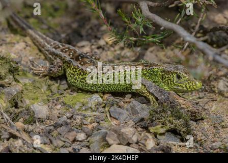 Male Sand Lizard, Lacerta agilis, newly-emerged in spring on heathland. Dorset. Stock Photo
