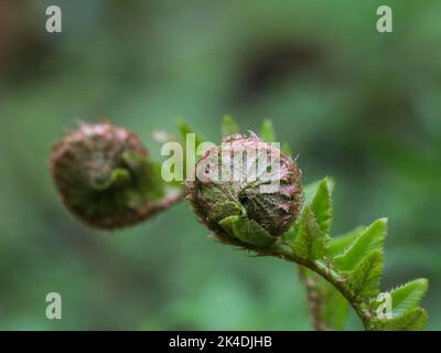 Curled leaves (fronds) of fern called the northern hollyfern (latin name: Polystichum lonchitis) at Mt Mokra Gora near Tutin in southwestern Serbia Stock Photo