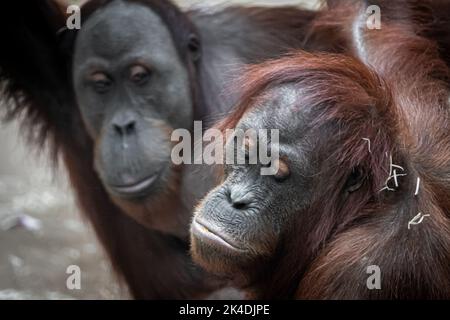 portrait nof two orangutangs hugging each other Stock Photo