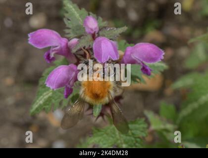 Common Carder Bee, Bombus pascuorum, visiting  Spotted dead-nettle, Lamium maculatum in early spring. Stock Photo