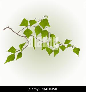 Birch twig with catkins natural background vector illustration Stock Vector