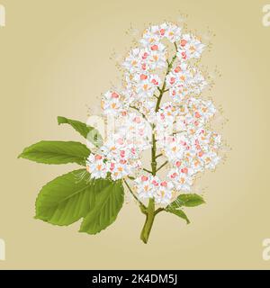 Chestnut tree flower with leaves vintage vector illustration Stock Vector