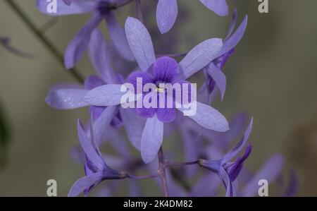 A tropical climber, Purple wreath, Petrea volubilis, in cultivation, from Tropical America. Stock Photo