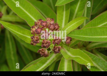 Canary spurge, Euphorbia mellifera, from Madeira and the Canary Islands. Stock Photo