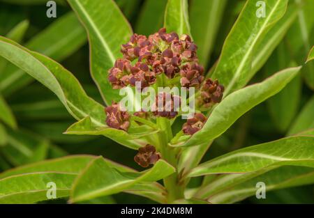 Canary spurge, Euphorbia mellifera, from Madeira and the Canary Islands. Stock Photo