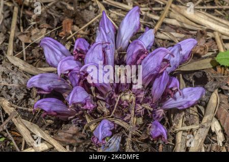 Purple toothwort, Lathraea clandestina in flower, parasitic on old poplar trees. Stock Photo