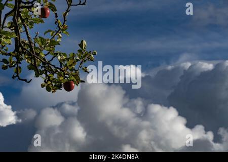 A branch of an old apple tree hangs before a dramatic sky with boiling cumulus clouds as if it was high up in the sky Stock Photo
