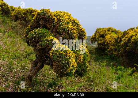 Ulex bush (commonly known as gorse, furze, or whin) on the Irish island of Howth Stock Photo