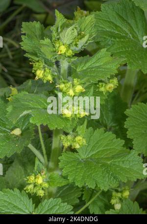 Yellow Figwort, Scrophularia vernalis in flower in the Alps. Stock Photo