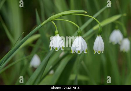 Summer Snowflake, Leucojum aestivum ssp. pulchellum in flower. Damp meadows, Corsica. This is the form most widely grown in gardens. Stock Photo