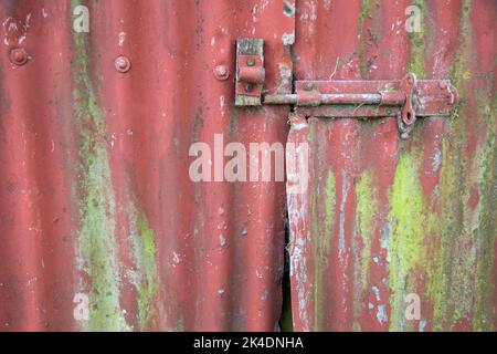 Close up shot of a red-painted corrugated-metal barn door with copious green algae on the surface. Stock Photo
