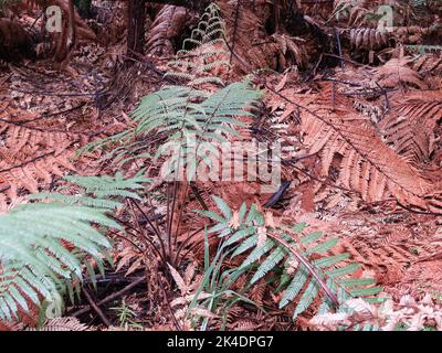 Green fern fronds surrounded by dead dry brown fronds on forest floor in New Zealand bush. Stock Photo