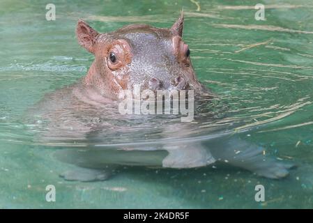 Baby hippo in water Stock Photo