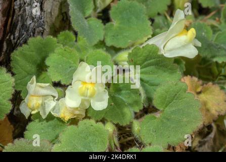 Trailing snapdragon, Asarina procumbens in flower, Pyrenees to 1800m. Stock Photo