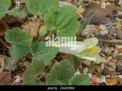 Trailing snapdragon, Asarina procumbens in flower, Pyrenees to 1800m. Stock Photo