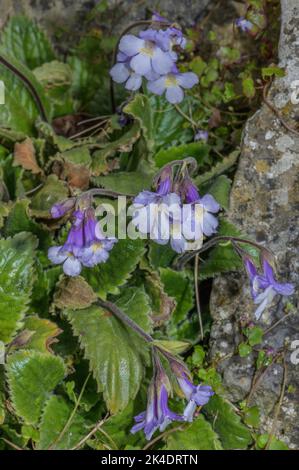 Orpheus flower, Haberlea rhodopensis, in flower, from the Rhodope Mountains. Stock Photo