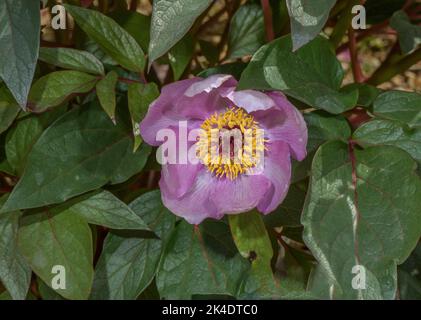 Balearic peony, Paeonia cambessedesii, in flower; endemic to Mallorca. Stock Photo
