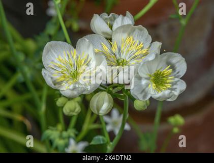 Tuberous-rooted meadow rue, Thalictrum tuberosum  in flower, from the Spanish Pyrenees. Stock Photo