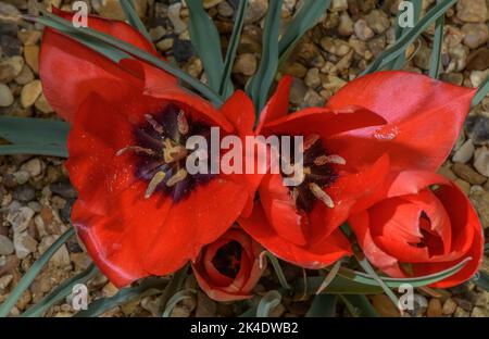 Bokhara tulip,Tulipa linifolia, in flower in spring. Central Asia. Stock Photo