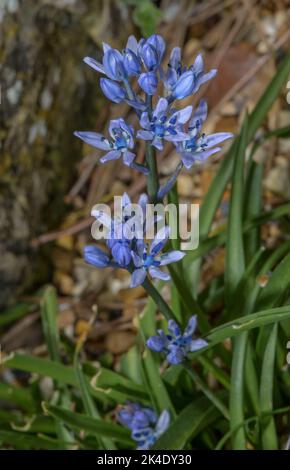 Italian bluebell, Italian squill, Hyacinthoides italica Stock Photo
