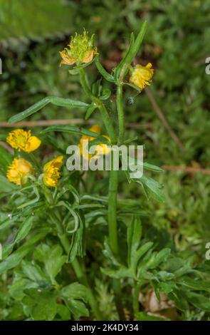Goldilocks buttercup, Ranunculus auricomus, in flower. Stock Photo